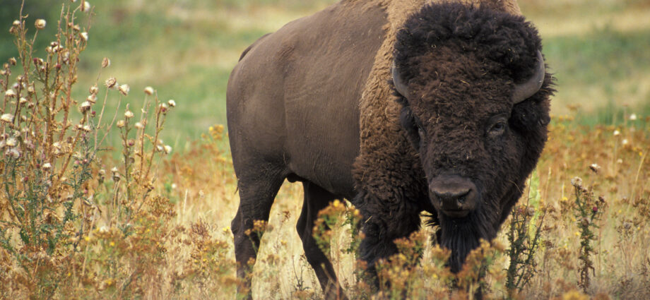 Is Buffalo Kosher?