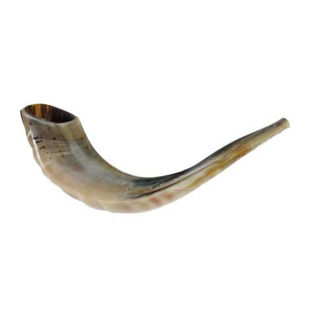 Rosh Hashanah Shofar (16"-18")